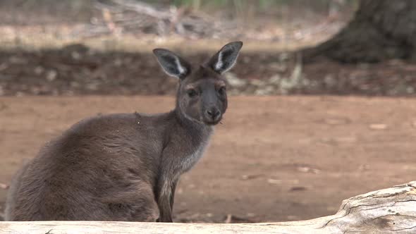 Young kangaroo looking towards the camera 