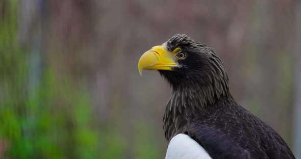 Steller's Sea Eagle Haliaeetus Pelagicus