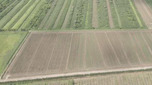 Aerial drone view flight over different agricultural fields sown in Samegrelo, Georgia