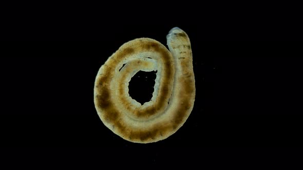 Oligochaeta worm under a microscope, Clitellata Class, Annelida Phylum