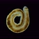 Oligochaeta worm under a microscope, Clitellata Class, Annelida Phylum - VideoHive Item for Sale