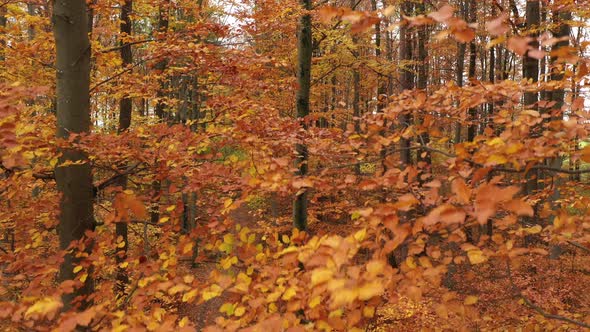 Aerial View Descending Between Colorful Trees in Autumn Wood