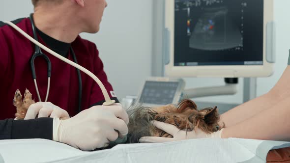 Doctor makes an ultrasound of a Yorkshire terrier puppy dog on examination in a veterinary clinic