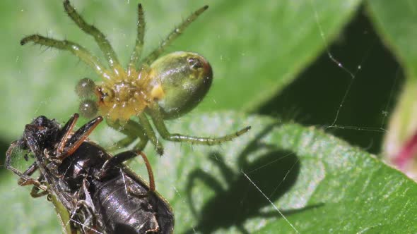Green Spider With Prey