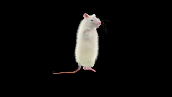 Rat Dancing Hd alt