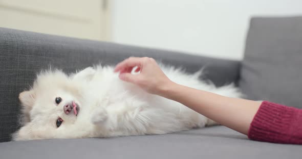 Woman Play with Her Dog at Home