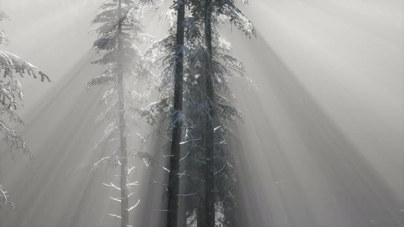 Misty Fog in Pine Forest on Mountain Slopes alt