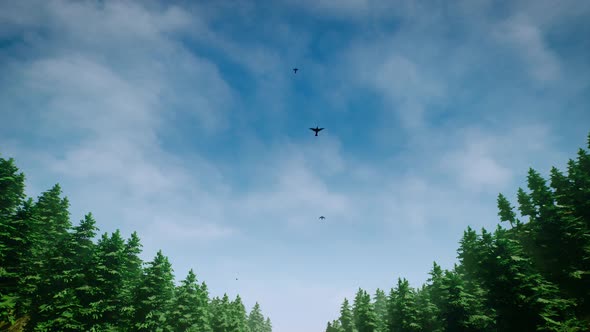 Flock Of Birds Flying Over Forest(Moving Cloud) 4K 02