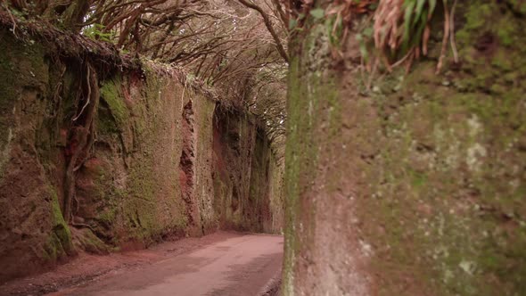 Mangrove forrest in Gomera - Canary Islands