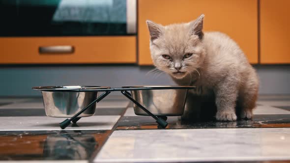 Scottish Straight Kitten Eats Food From a Bowl in a Large Flat in Slow Mo