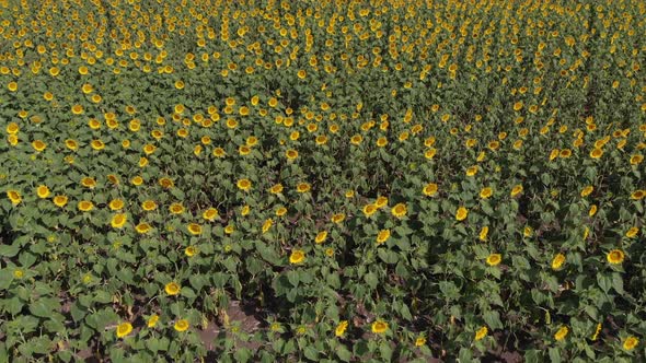 Drone shot of sunflowers to the wind in an immense prairie in the Argentinean countryside. Tilt up a