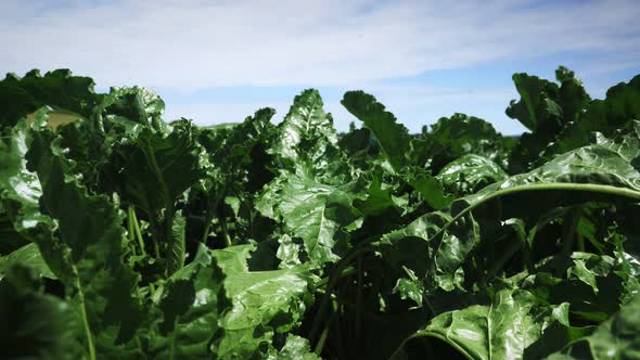 Green leaves of sugar beet growing in field at sunny day