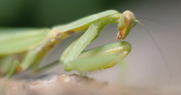 Green Mantis Close Up Insect