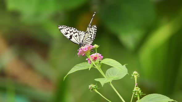 Butterfly Sitting On A Flower