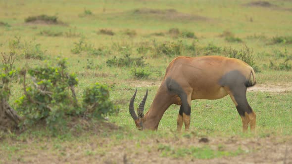 Topi antelope grazing and walking