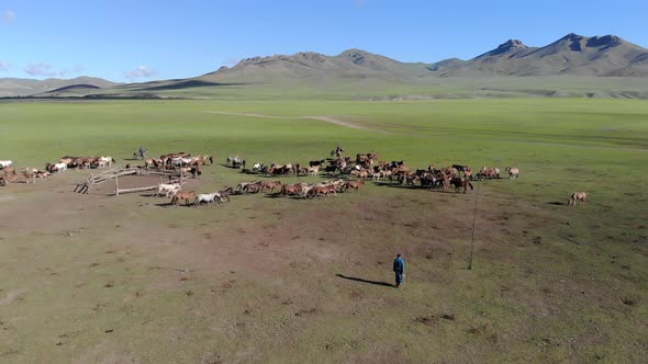 Catch and Tame Free Horses