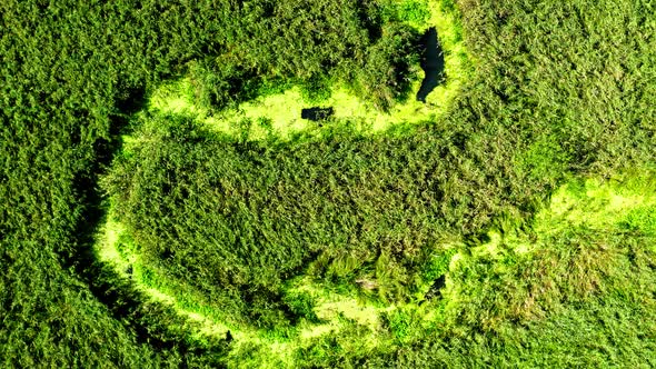 River and green swamps in summer, aerial view, Poland