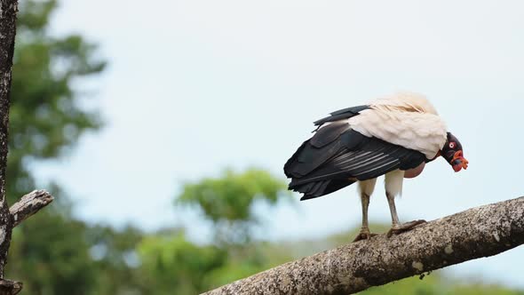 King Vulture (sarcoramphus papa), a Large Costa Rica Bird, Wildlife at Boca Tapada, Perched on a Bra