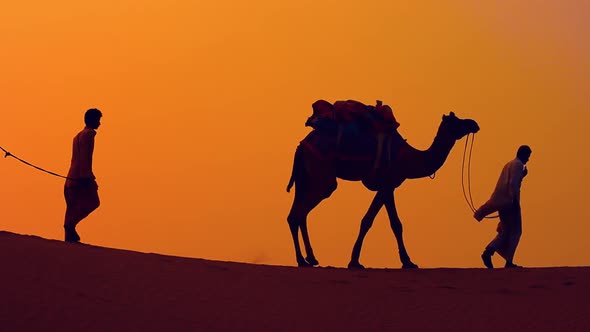Cameleers, Camel Drivers at Sunset