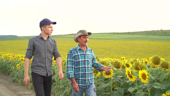 Farmers Walking in a Sunflowers Field Pointing Away