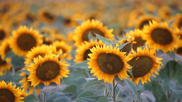 Sunflower Swaying in the Wind