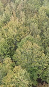 Aerial View of Trees in the Forest