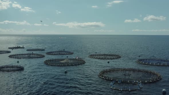 Aquaculture Cage Culture of Freshwater Fish