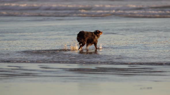 Couple walking their dog on the beach