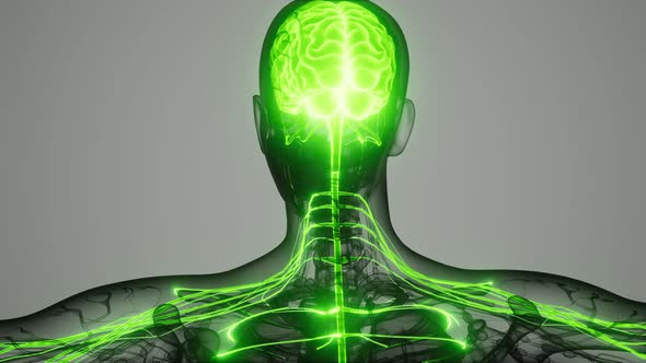 Brain and Nervous System of Human alt