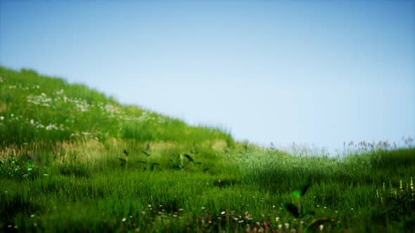 Field of Green Fresh Grass Under Blue Sky