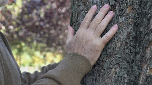 Male Pensioner Hugging Tree in Garden, Love to Nature, Saving Planet, Ecology