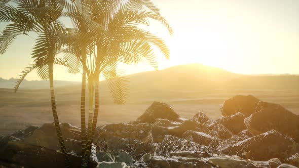 Palms in Desert at Sunset