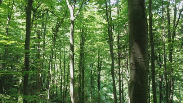 Aerial View of Green Deciduous Trees in the Wild Forest Illuminated By the Shining Rays of the Sun