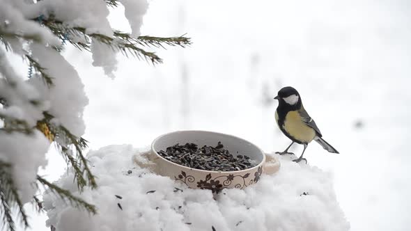 Tit at the Feeder in Winter Snow