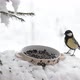Tit at the Feeder in Winter Snow - VideoHive Item for Sale