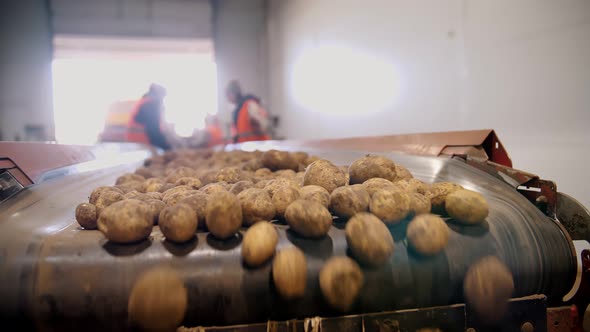 Potato Harvesting