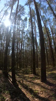 Vertical Video of the Forest Landscape Slow Motion