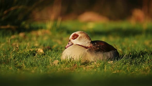 A very cute duck is resting, the duck is sitting