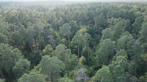 Green Forest with Trees By Day