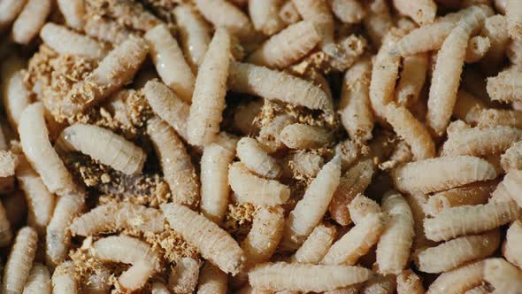 Close-up of a Lot of Live Maggots - a Good Bait on Fishing