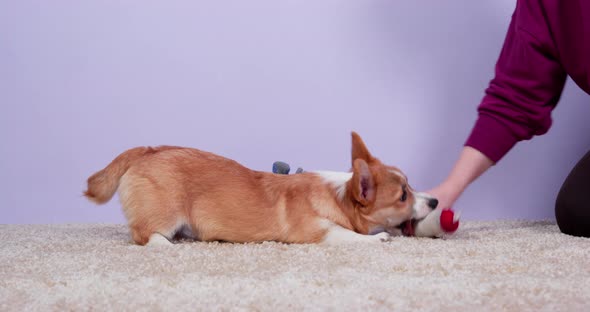 Owner Plays with Adorable Welsh Corgi Pembroke or Cardigan Puppy Teasing Pet and Taking Away Toy in