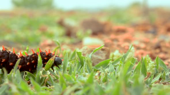 The Pipevine Swallowtail caterpillar eating leaves in garden