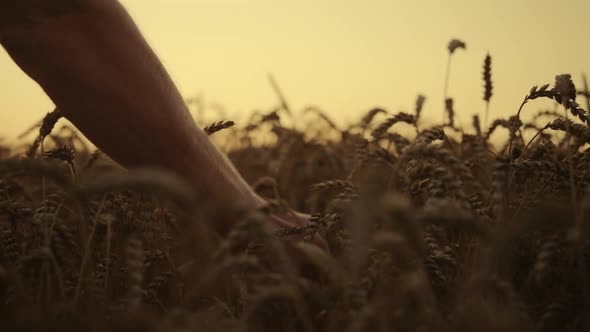 Wheat Harvest at Sunrise Morning Field Closeup