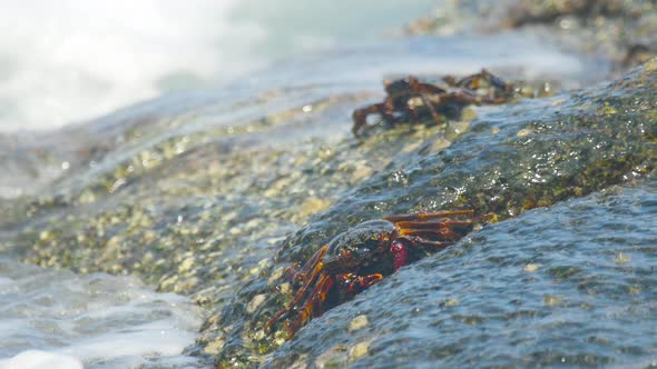 Crabs on the Rock at the Beach