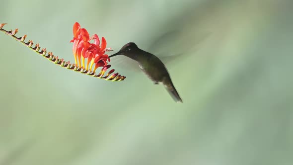 Talamanca Hummingbird (eugenes spectabilis) Flying, Feeding and Drinking Nectar from Flowers, Costa