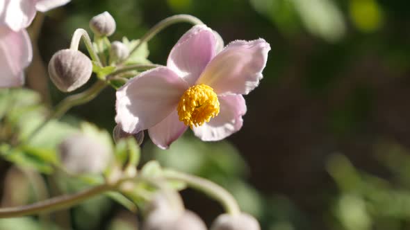 Anemone hybrida pink flower in the garden close-up 4K footage