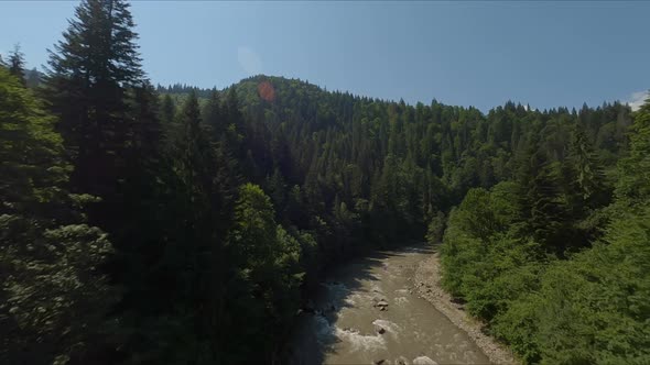 Stormy Mountain River Surrounded By Coniferous Forest