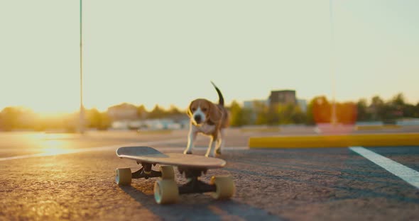 Beagle Dog Rides Skateboard at Sunset in the Parking