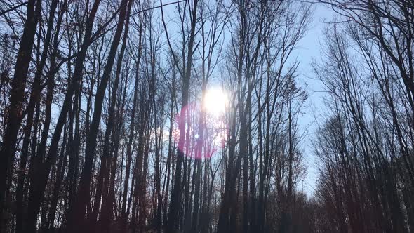 Walking on a forest road with the sun up in the sky and the sunlight getting through the tree branch