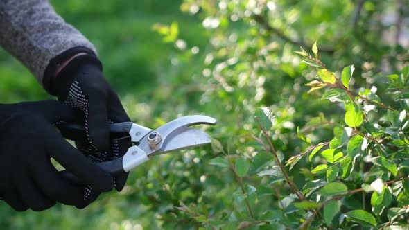 Gardening Concept  Gardener with Secateurs Cutting Branches of Bushes